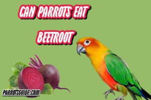 Can parrots eat beetroot?