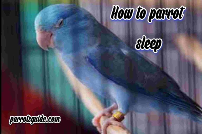 How Do Parrots Sleep?