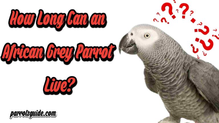 How Long Can a African Grey Parrot Live?