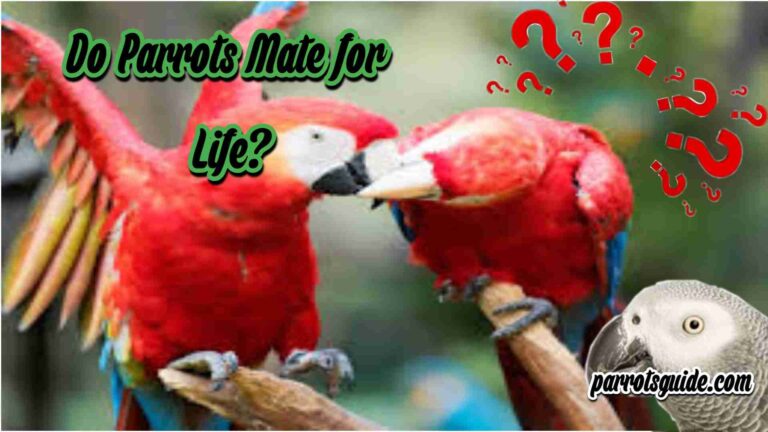 Do Parrots Mate for Life?