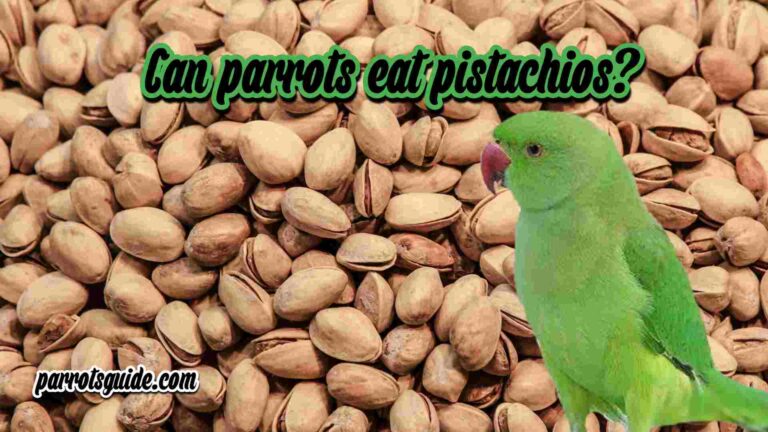 Can parrots eat pistachios?