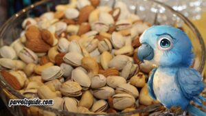 Can parrots eat pistachios?