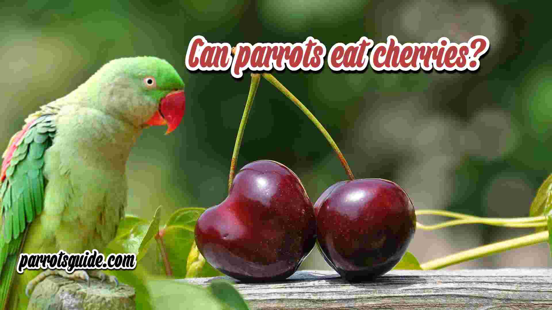 Can parrots eat cherries?