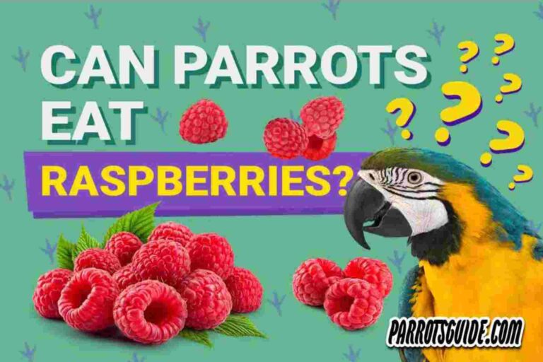 Can parrots eat raspberries?[5 Best Benefits]