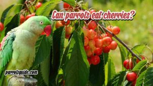 Can parrots eat cherries?