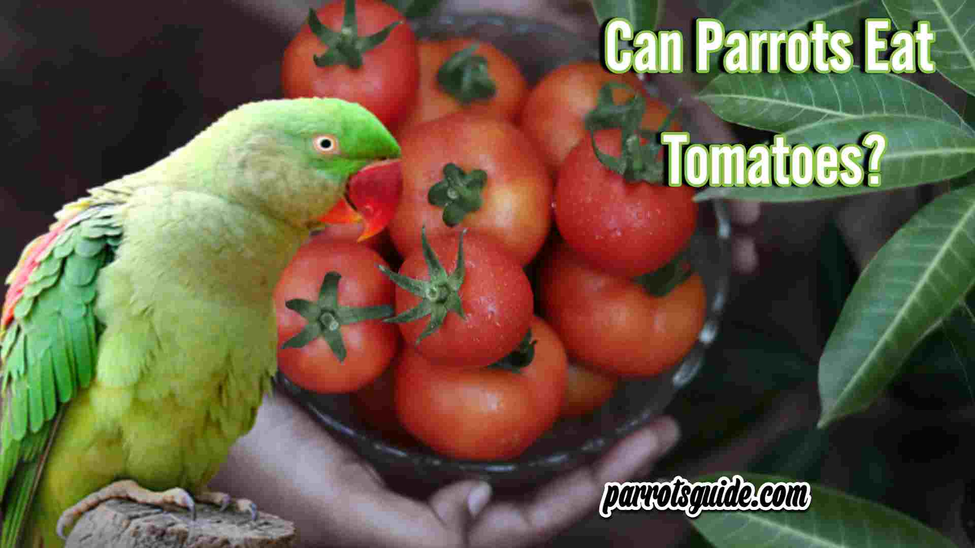 Can Parrots Eat Tomatoes?