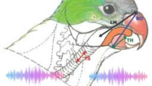 parrots speaking organ