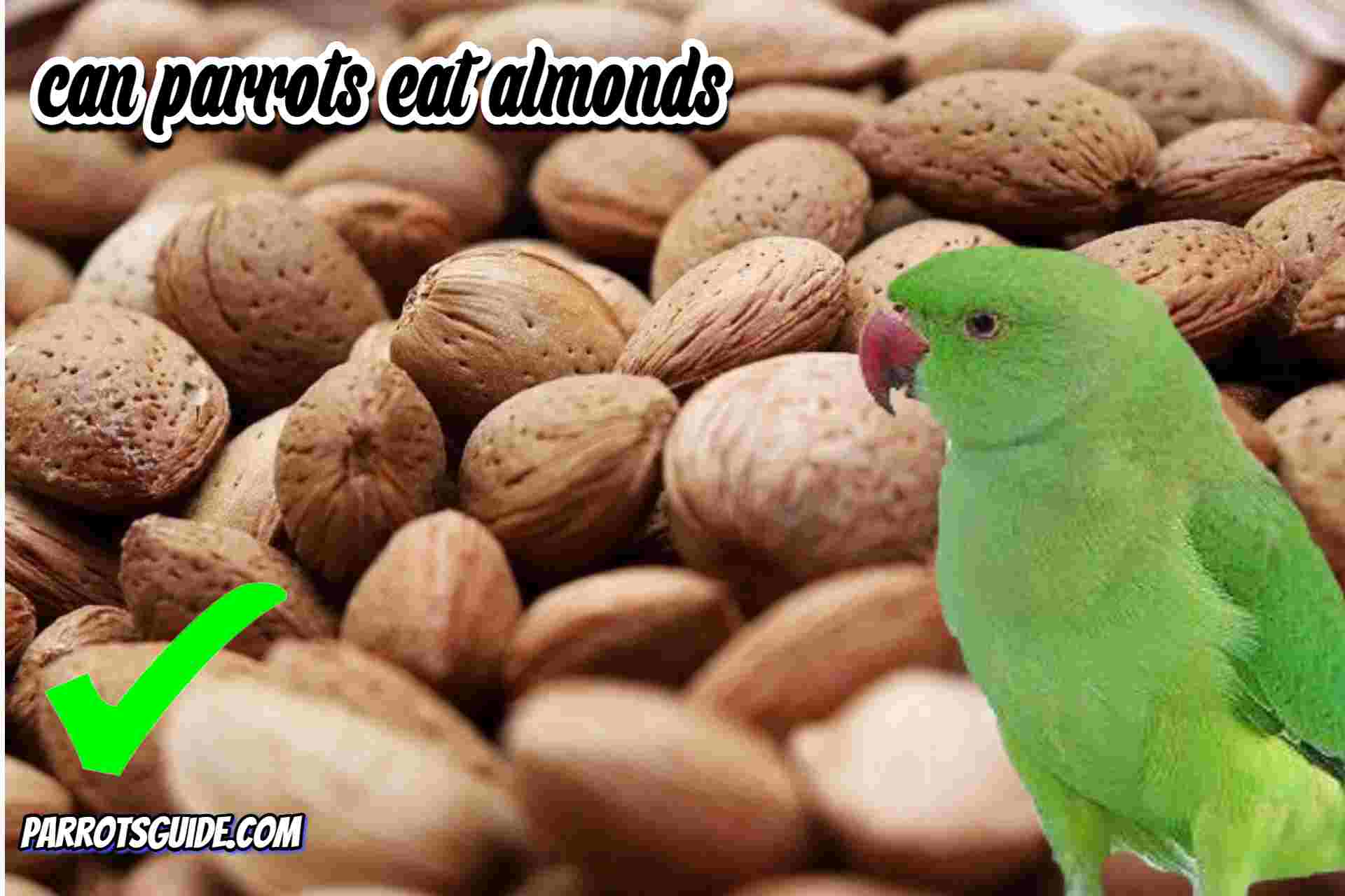 Can Parrots Eat Almonds?