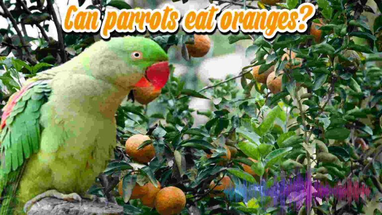 Can parrots eat oranges?