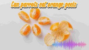 Can Parrots Eat Orange Peels?