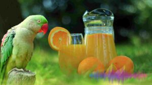 Can Parrots drink Orange juice?