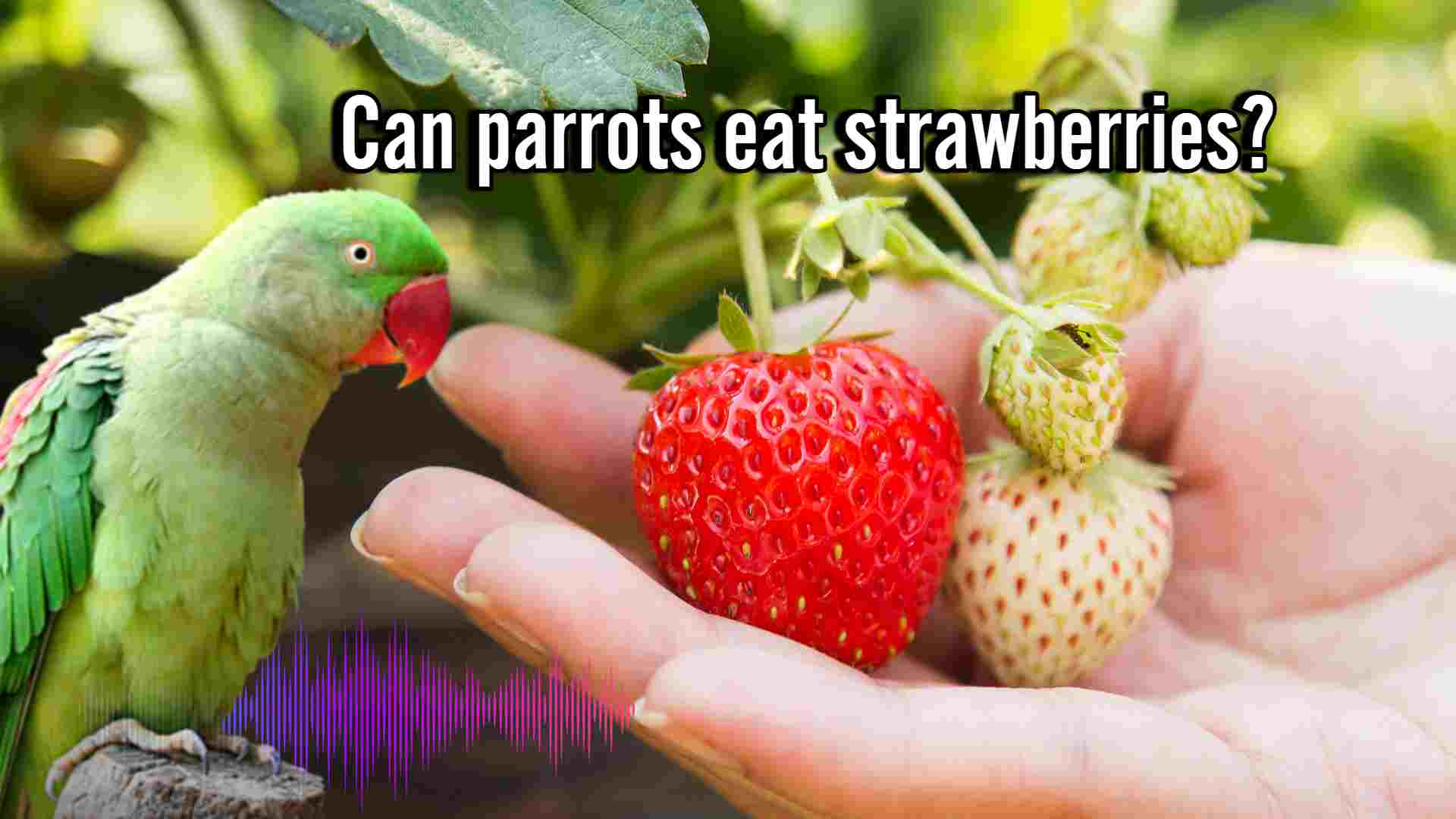 Can parrots eat strawberries?