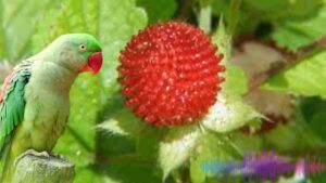 Mock Strawberries