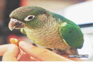 how to feed almonds to parrot