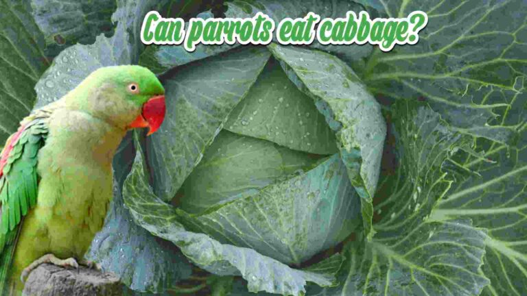 Can parrots eat cabbage?