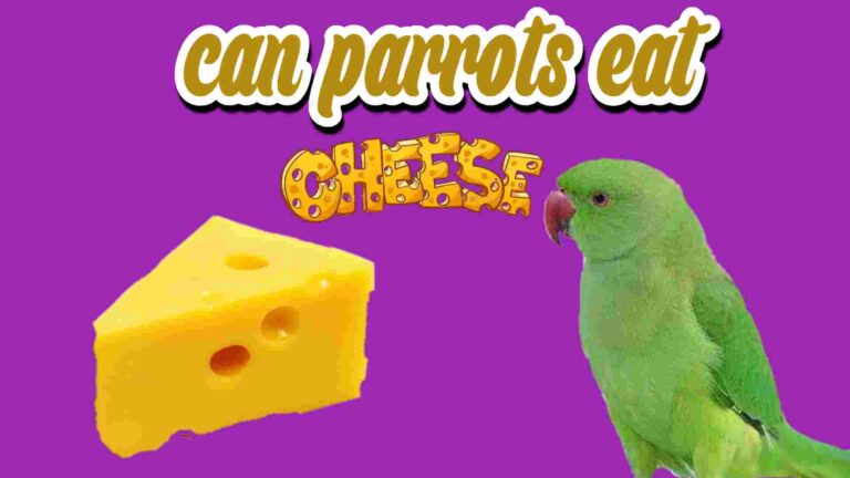 Can Parrots Eat Cheese?