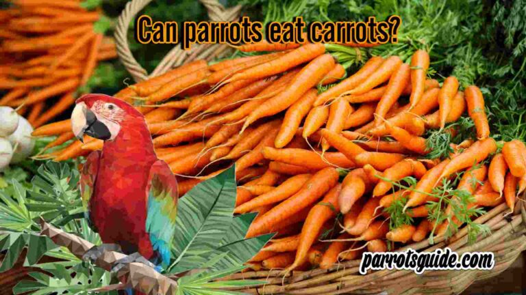 Can parrots eat carrots?