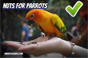 nuts for parrots