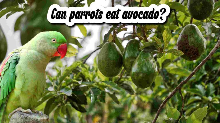 Can parrots eat avocado? a green parrot seeing the avacado