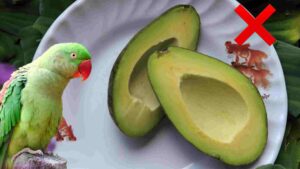 avacado are harmfull for parrots