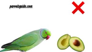 avocado is harmful for parrot seeing the avocado 