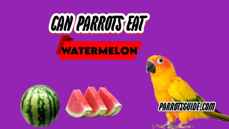 Can parrots eat watermelon? Parrot seeing watermelon