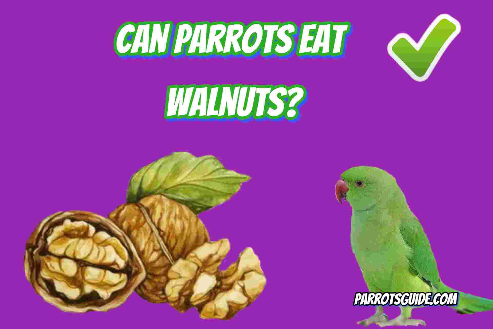 Can Parrots Eat Walnuts?