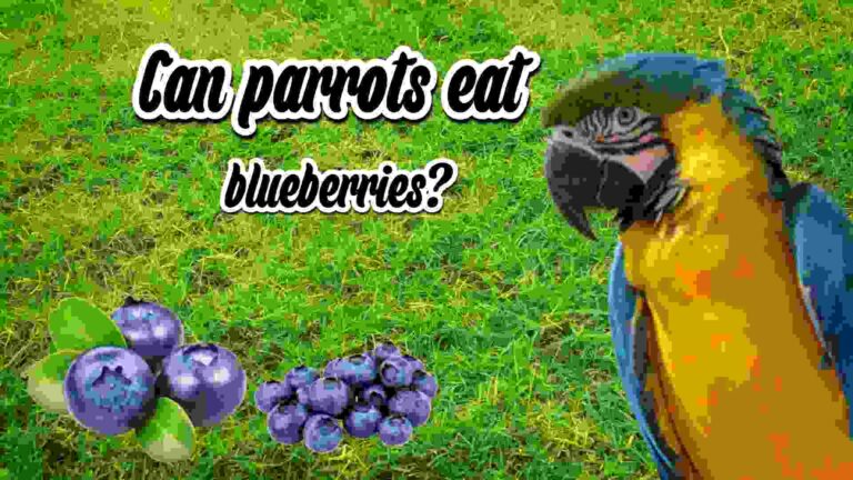 Can parrots eat blueberries?