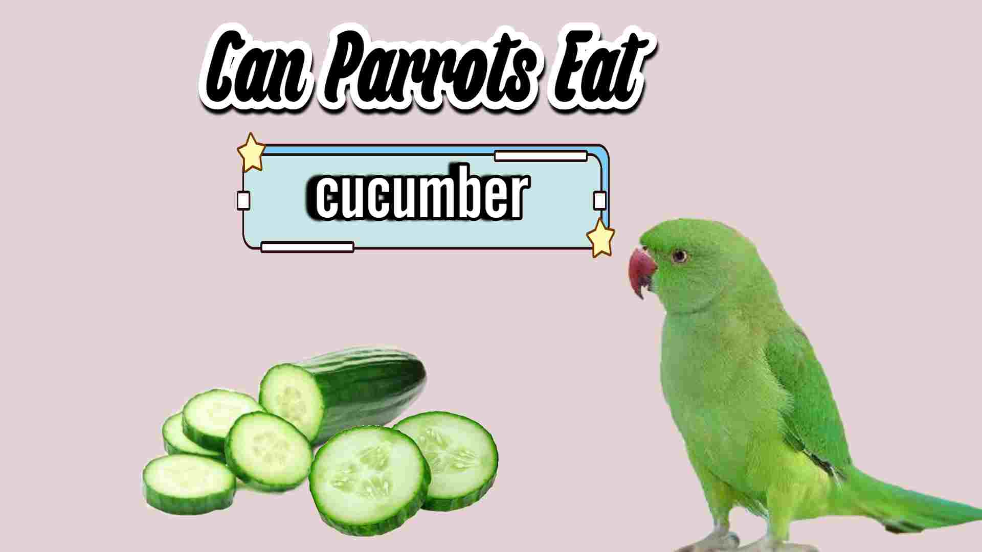 Can Parrots Eat Cucumbers? a green parrot want to eating cucumber