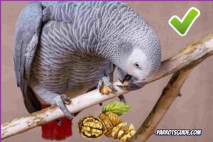 Can Parrots Eat Walnuts?