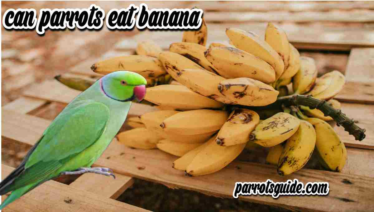 Can parrots eat banana?