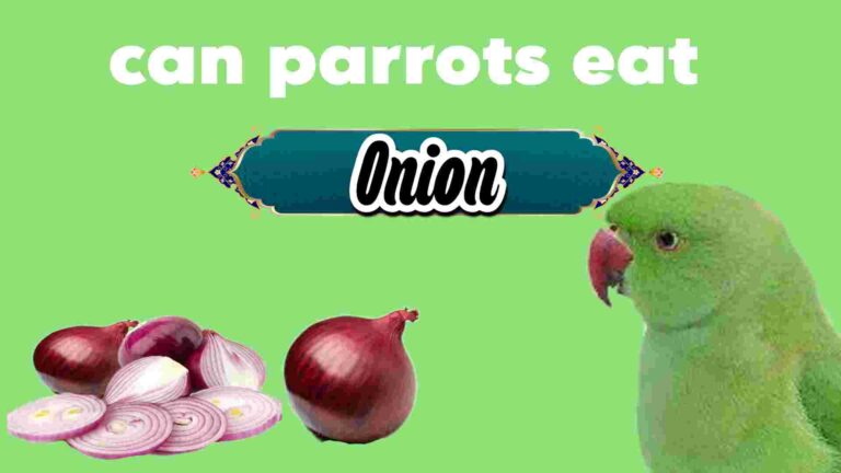 Can Parrots Eat Onion? parrot and pieces of onions