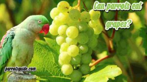 Can parrots eat grapes?