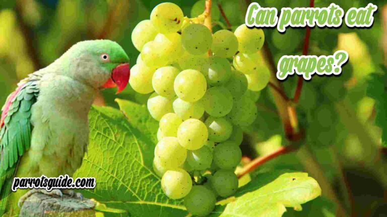 can parrots eat grapes?