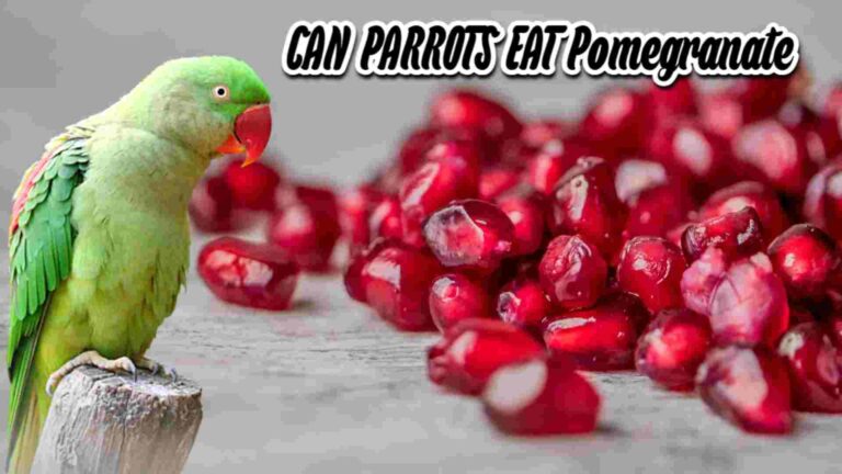 can parrots eat pomegranate? green parrot and pomegranate