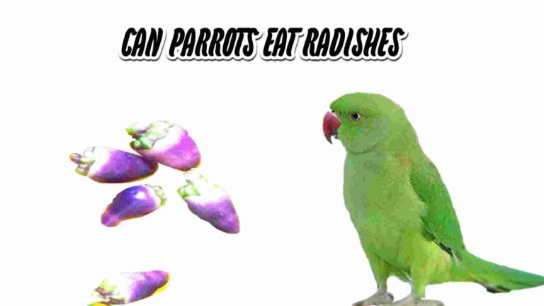 CAN PARROTS EAT RADISHES? RADISHES AND PARROT