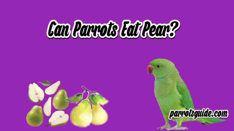 Can Parrots Eat Pear? parrot with pears