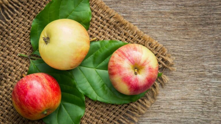 Can parrots eat apples? 3 apples with green leaves