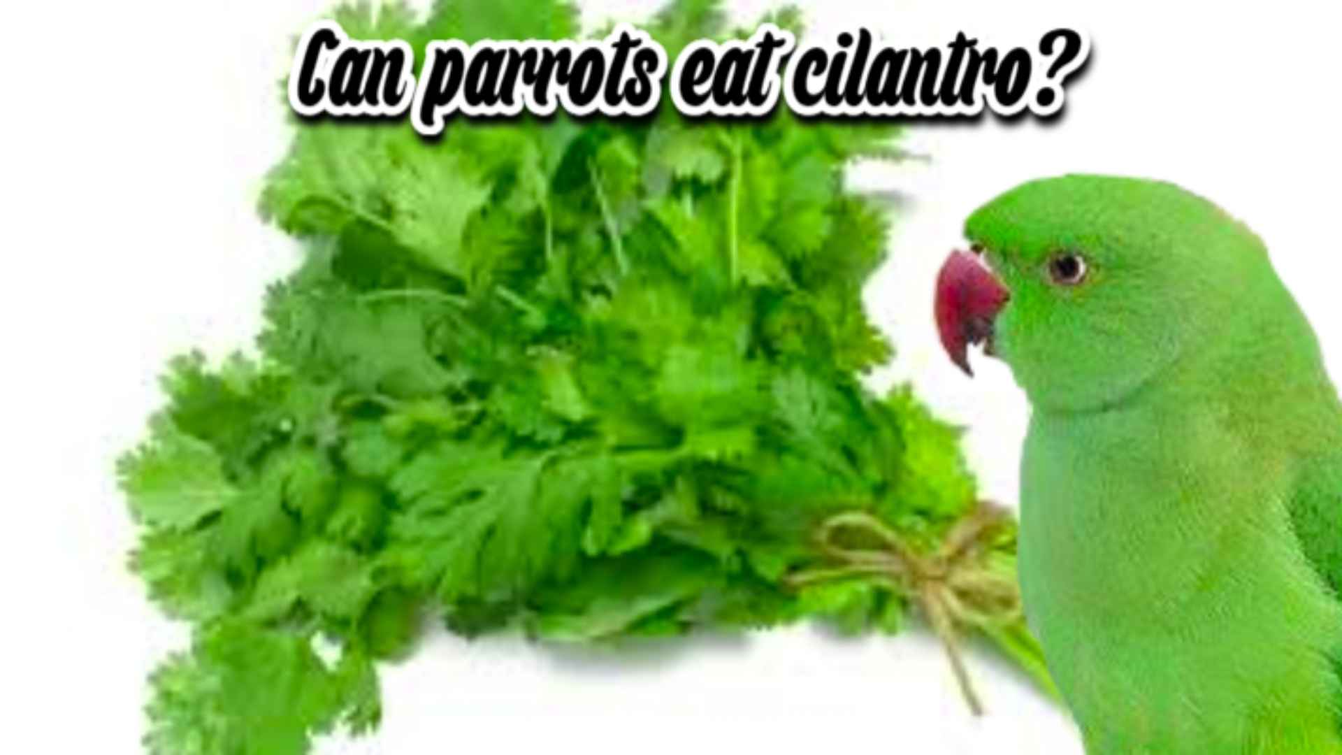 Can parrots eat cilantro? green parrot and cilantro