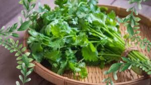 green cilantro in a dish