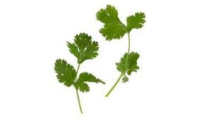 two leaves of cilantro