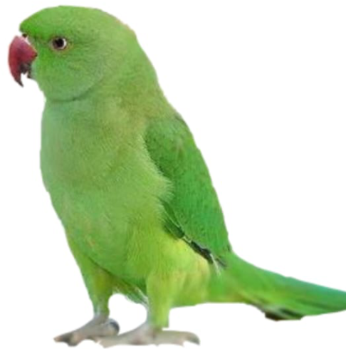 parrotsguide.com logo of green parrot