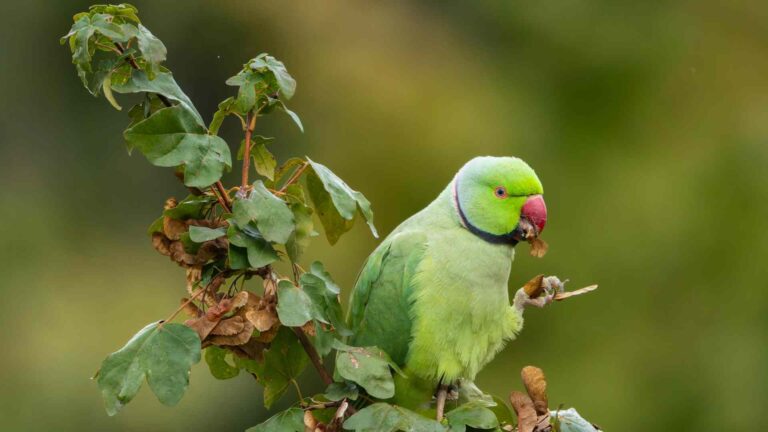 Can Parrot Eat Fig?