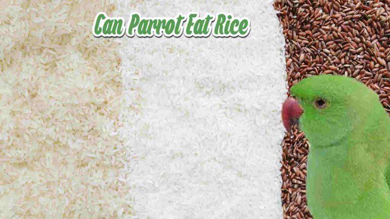 Can Parrots Eat Rice?