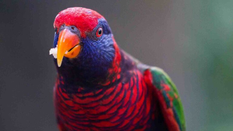 Can Parrots Eat Cashews?