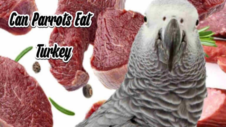 Can Parrots Eat Turkey?