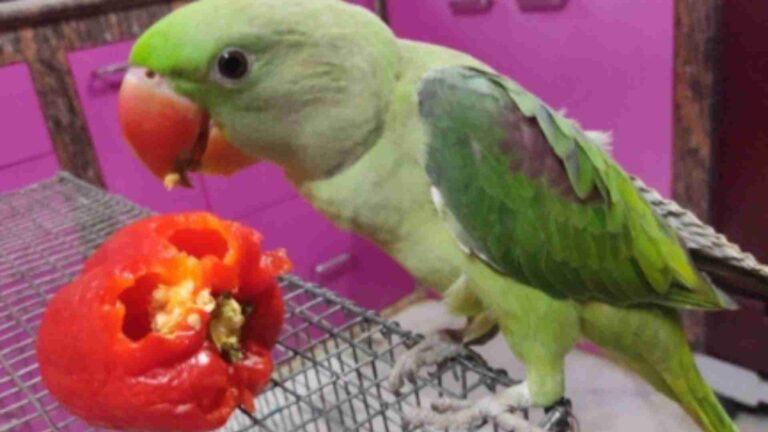 Can Parrots Eat Bell Pepper?