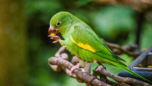 Can Parrots Eat Asparagus?