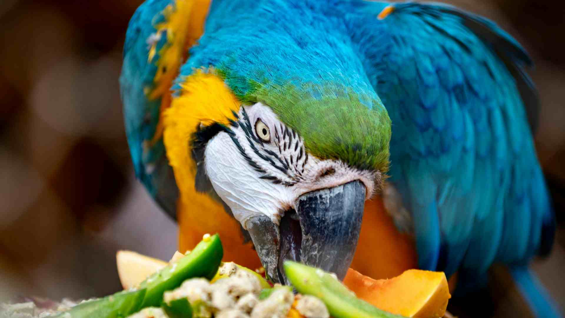 Can Parrots eat Asparagus?