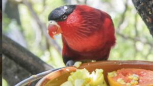 Can Parrots Eat Dragon Fruit?